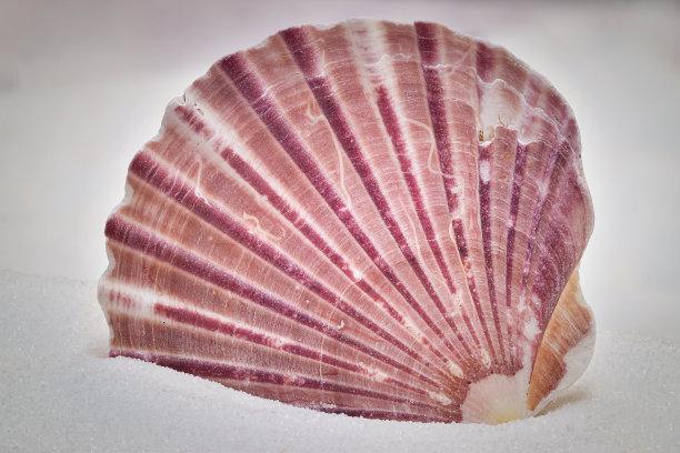 沙滩上的红色扇贝和贝壳图片下载