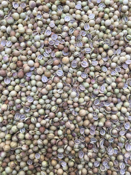 香菜种子食物图片图片下载