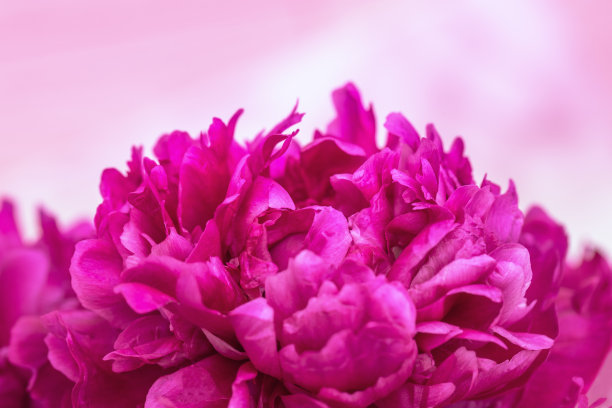 美丽的花背景红紫色牡丹花瓣。春花近了。自然环境设计图片下载