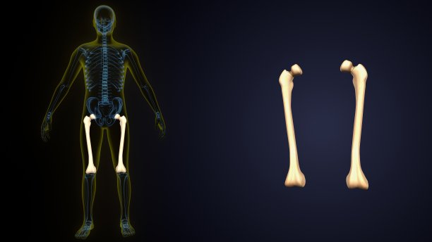 人体骨骼解剖学是股骨。三维演示图片下载