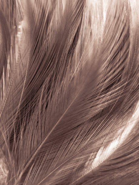 美丽抽象的白色和棕色羽毛上的白色背景和柔软的黄色羽毛纹理上的白色图案和黄色背景，羽毛背景，金色羽毛横幅，棕色纹理图片下载