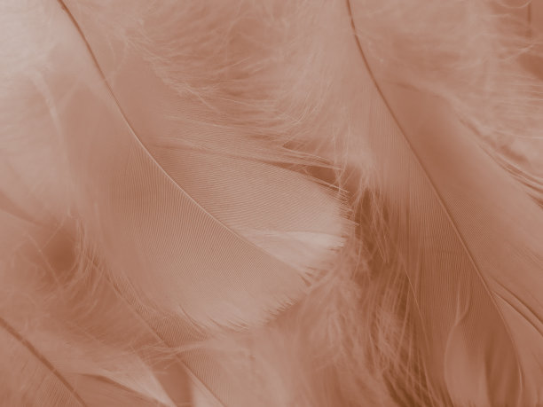 美丽抽象的白色和棕色羽毛上的白色背景和柔软的黄色羽毛纹理上的白色图案和黄色背景，羽毛背景，金色羽毛横幅，棕色纹理图片下载