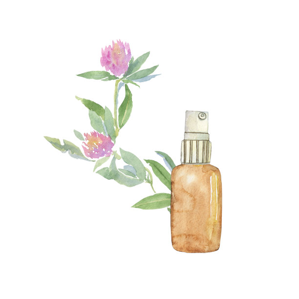 红色的花或三叶车轴草精油孤立在白色的背景。水彩手绘草本植物插图。适合印刷，海报，医疗设计，卡片，封面。图片下载