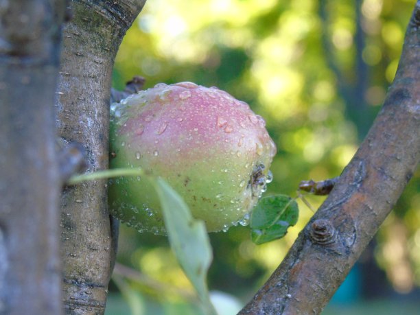 春天鲜花盛开图片下载