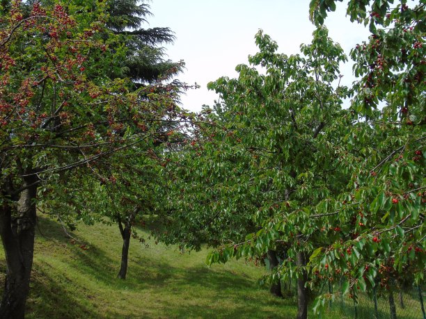 春天鲜花盛开图片下载