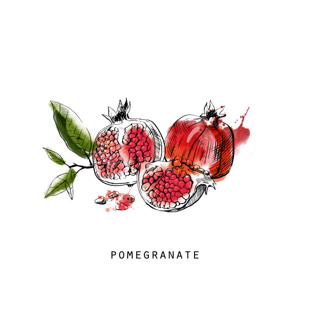 水彩矢量素描插图的石榴图片下载