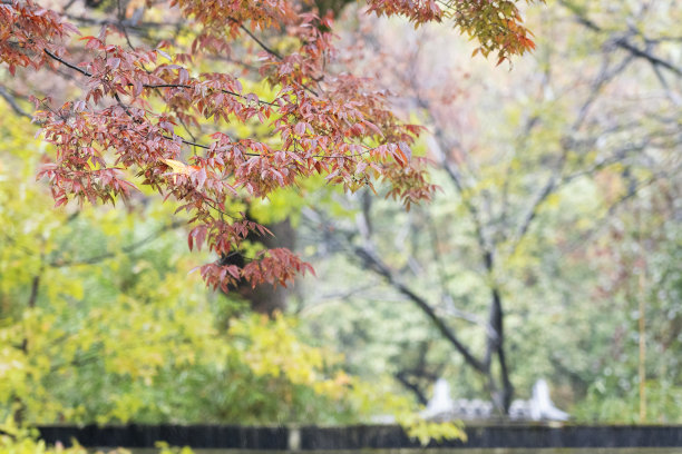 秋天的枫树图片下载
