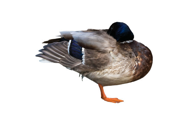 白背景上的野鸭图片下载