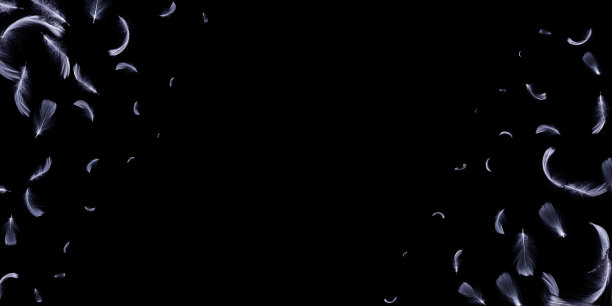 羽毛飞。自然抽象的鸟羽毛纹理特写落在图案壁纸的黑色背景上。优雅表现自然脆弱的艺术形象。图片下载