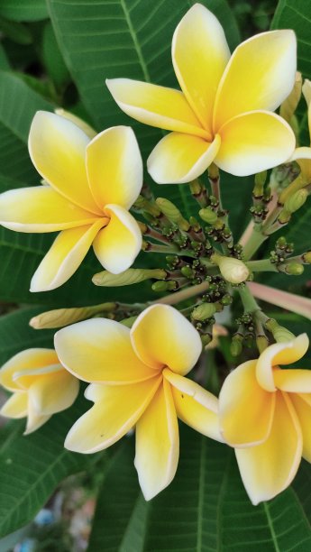 黄花植物叶片特写图片下载
