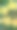 黄花植物叶片特写图片下载