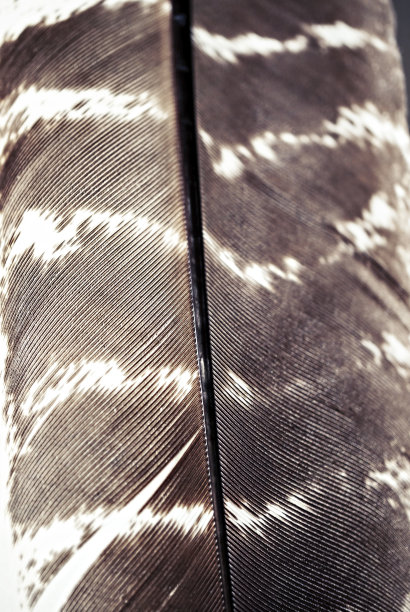 鸟类羽毛纹理特写，抽象背景图片下载