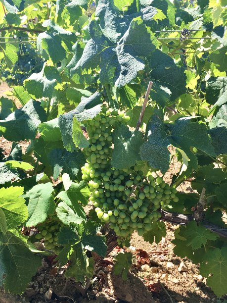 因为法国葡萄园的新鲜葡萄。图片下载