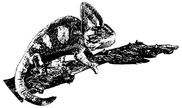 隐蔽的变色龙在分支插图图片下载