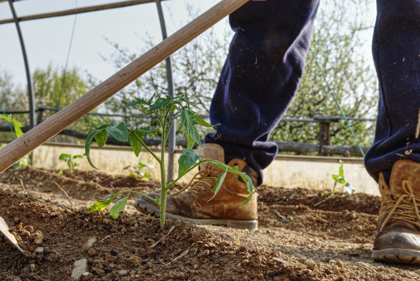 一个农民在温室内的菜园里锄头新鲜移植的番茄植株的狭窄视角图片下载