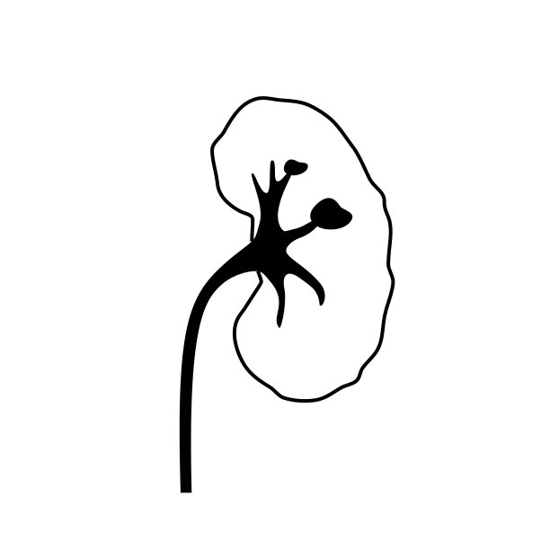 肾脏疾病的概念图片下载