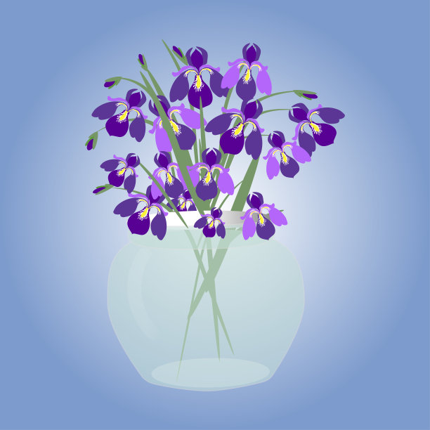 蓝色背景的圆形玻璃花瓶里放着一束春天的紫色鸢尾花。礼物，节日贺卡图片下载