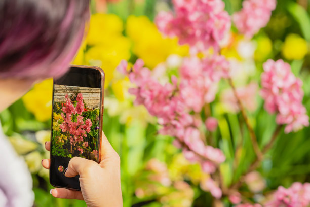 女孩手拿智能手机拍摄樱花的树枝照片。现代科技与春天的自然理念图片下载