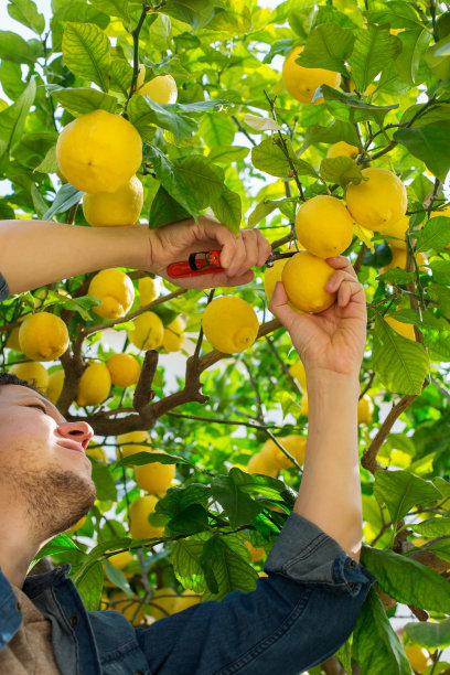 微笑的年轻农夫收获，在果园里采摘柠檬图片下载