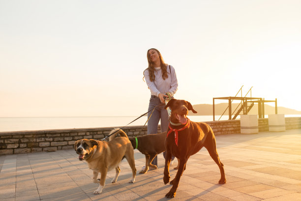 三只狗和女遛狗人一起散步图片下载
