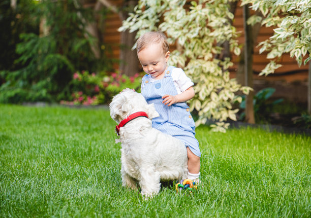 小学步的女孩和小狗在后院草坪的绿色草地上玩耍和嬉闹在夏天的一天图片下载