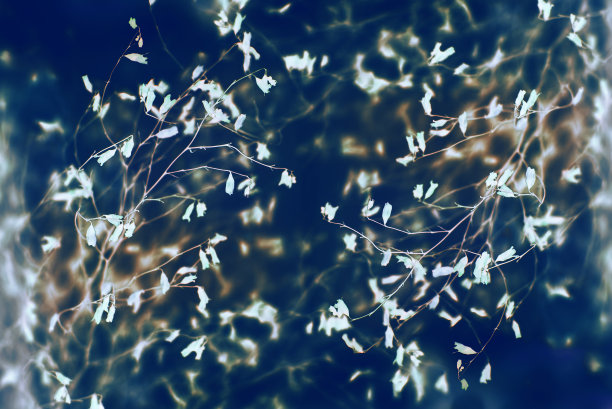 植物有小的白色芽在深蓝色的背景。图片下载