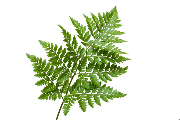 在白色背景上孤立的蕨类的叶子图片下载