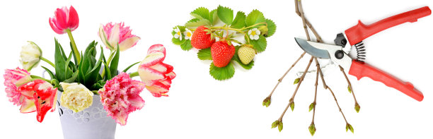 全景拼贴。花，浆果和园艺工具孤立在一个白色的背景图片下载