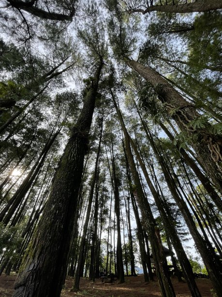 清晨的松林图片下载