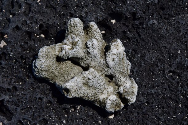 一片白色珊瑚图片下载