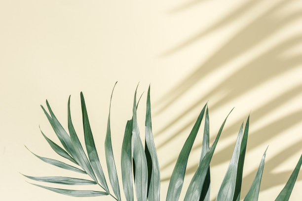 夏季最小的背景与自然的绿色棕榈叶与阳光阴影。色彩柔和的棕榈植物美学照片。图片下载