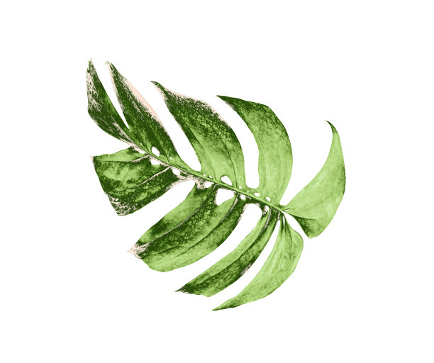 热带丛林怪兽叶，瑞士奶酪叶树孤立在白色背景图片下载