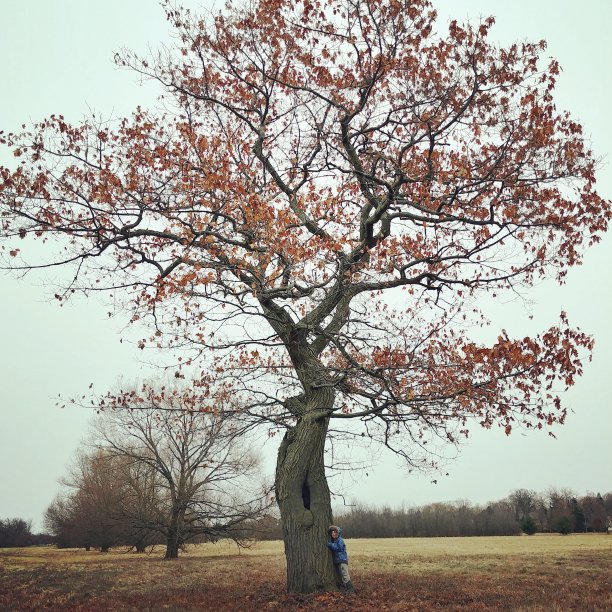 高大的橡树图片下载