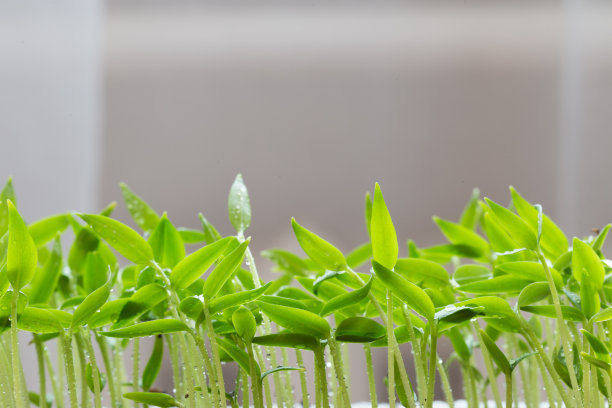 在栽培盘中生长的小莴苣苗图片下载