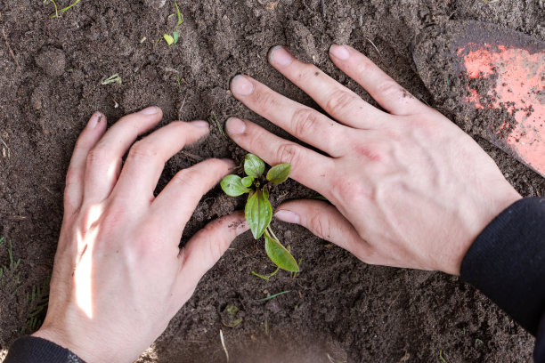 两名男子双手种植幼树或植物，同时在花园工作，播种和种植和生长俯视图，农民的双手关爱新生命、环境、春天、自然、植物的概念图片下载