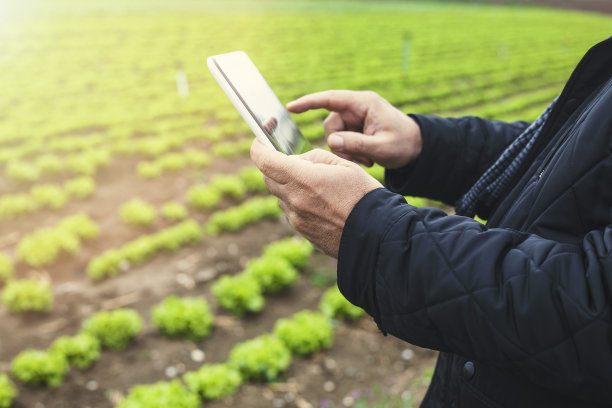 农民用平板在田里。农民使用触摸板在田间检查优质。农业经营的概念。图片下载