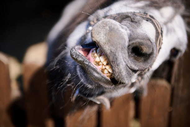 在动物园看相机的小马的脸的特写图片下载