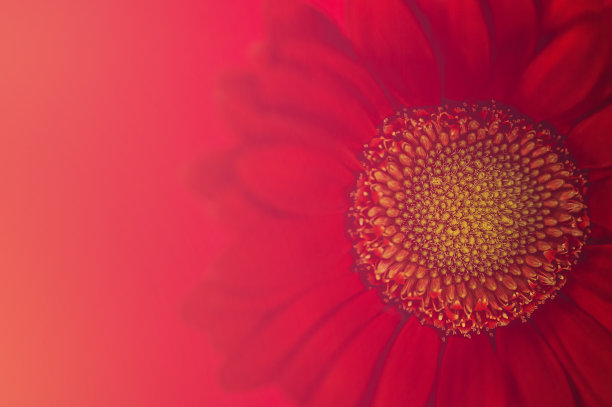 红色的雏菊图片下载