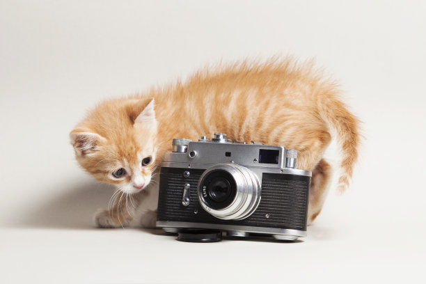 小姜猫和老式相机在灯光背景下图片下载