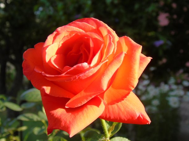 春天鲜花盛开图片下载