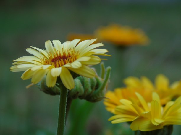 春天鲜花盛开图片下载
