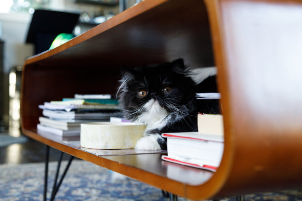 波斯的小猫图片下载