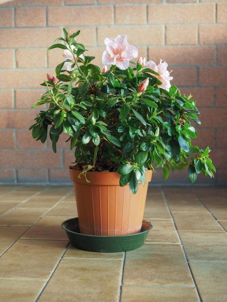 粉红色的杜鹃花花图片下载