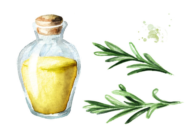 迷迭香和精油集。水彩手绘插图孤立的白色背景图片下载