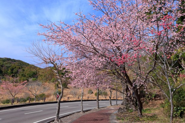 Tairyo-zakura，春天来得早(高知县Muroto地区公园)图片下载