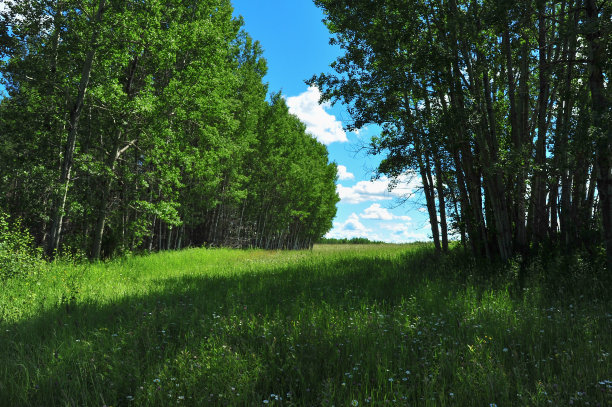 夏天的影子图片下载