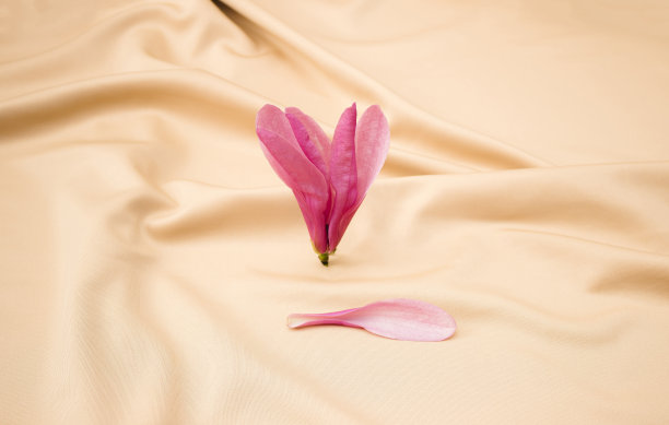 粉红色的花与落花米色缎子。最小的概念。图片下载
