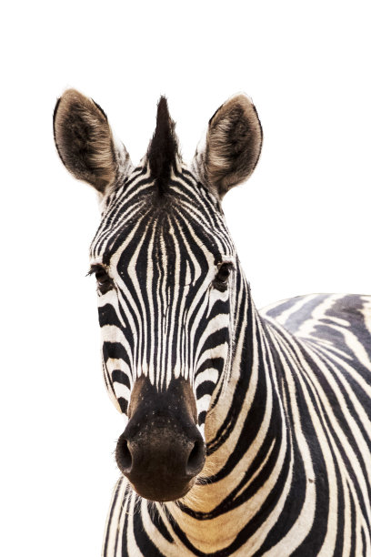 斑马头孤立在白色图片下载