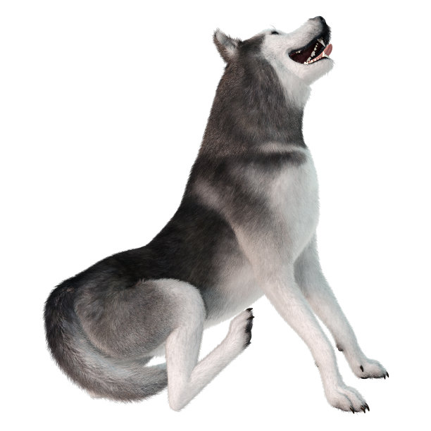 3D插图西伯利亚哈士奇狗在白色图片下载