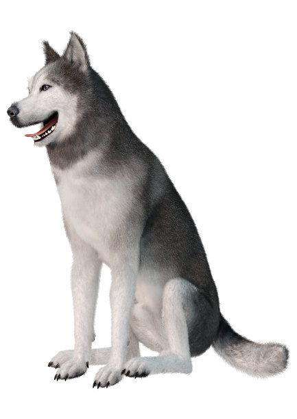 3D插图西伯利亚哈士奇狗在白色图片下载